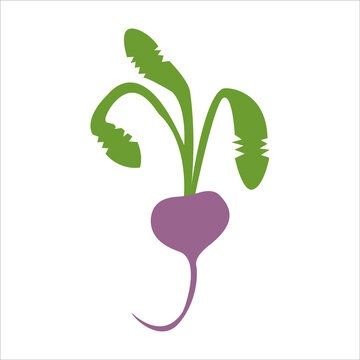 Vegetarianism vector image of a fresh beet with a leaf, flat design