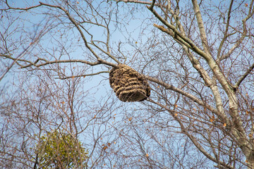 velutina wasp nest hanging from a tree. insect dangerous for biodiversity and the environment....