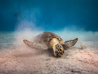 Seascape with Green Sea Turtle in the turquoise water of coral reef of Caribbean Sea, Curacao