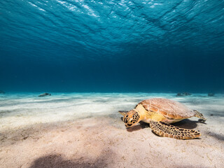 Seascape with Green Sea Turtle in the turquoise water of coral reef of Caribbean Sea, Curacao