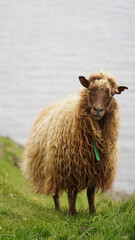 Obraz premium Goat near the Beinisvørð cliff on Suðuroy Island in the Faroe Islands of Denmark.