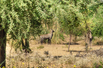 Close-up of male nilgai standing in the forest