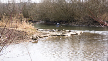 Fischreiher am Flussufer