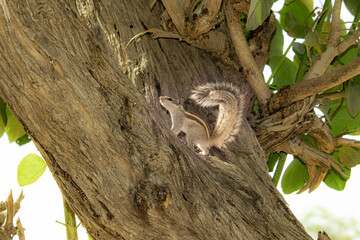 Close-up of a domestic squirrel climbing a tree