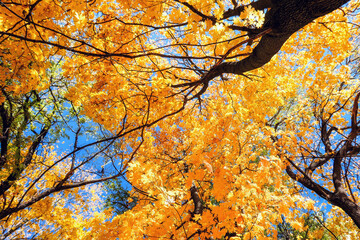 Golden maple tree crowns in autumn park