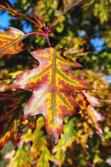 Multicoloured oak tree sunny leaf close up in autumn park