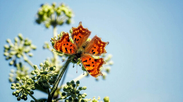 Anglewing butterfly on a plant
