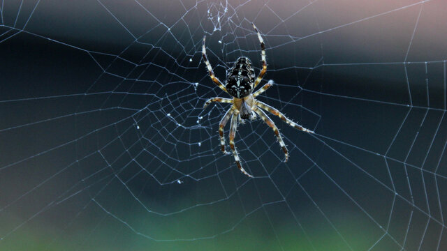 Araneus Spider On Its Web