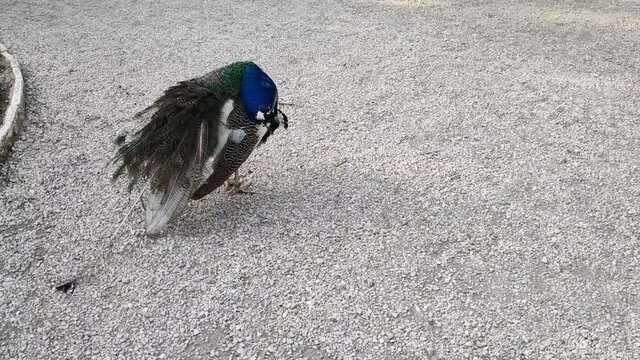 A common peacock in a park - shot in HD