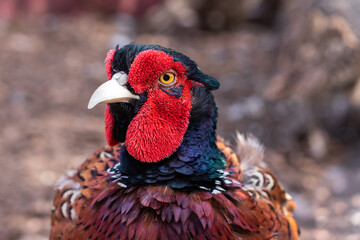 grouse bright color portrait color brown with white black