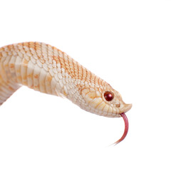 Western hog-nosed snake, Heterodon nasicus against white background