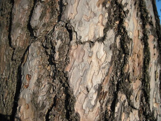 tree background