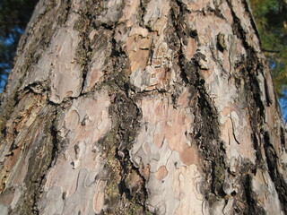 bark of a pine tree
