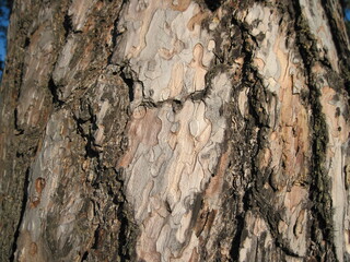 bark of a pine tree