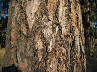 bark of a pine tree