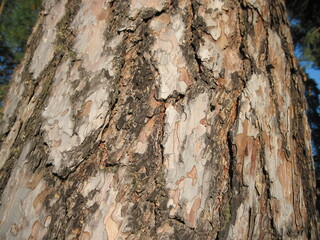 bark of a pine tree