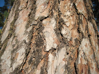 tree texture