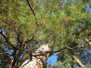tree in autumn forest