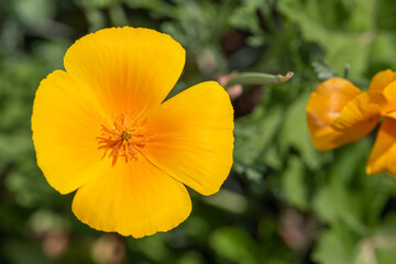 Obraz premium California poppy (eschscholzia californica) flower