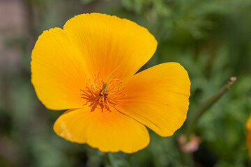 California poppy (eschscholzia californica) flower