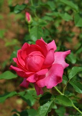 Fototapeta premium pink rose in garden