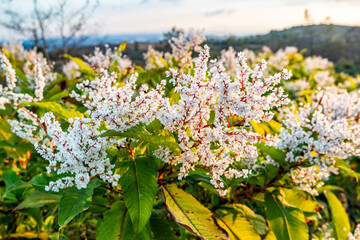 Fototapeta premium Japanese Knotweed flowering in County Donegal - Ireland