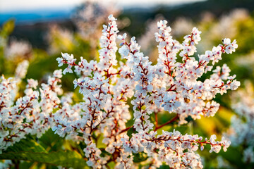 Japanese Knotweed flowering in County Donegal - Ireland