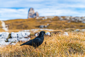 Autumn panorama on Monte Piana. View from the trenches to the three peaks of Lavaredo. Dolomites.