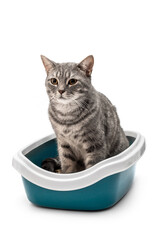 Grey cat in plastic litter box. Isolated on white. - 461836725