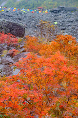 涸沢パノラマコースの紅葉