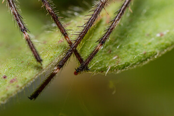 legs of spider on a leaf