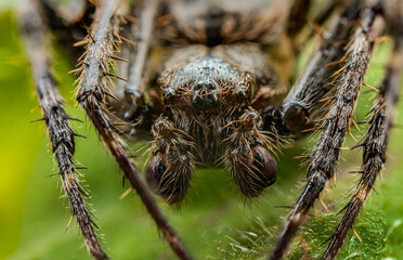 spider on a leaf macro