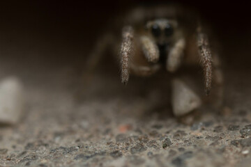 Jumping spider background