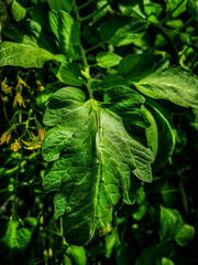 green leaves in the garden