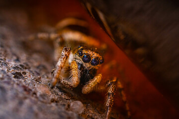 Jumping spider