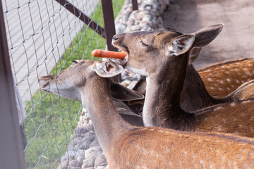 deer at the zoo children feed deer carrots