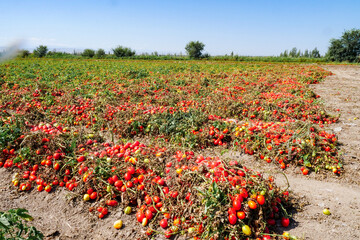 Harvesting ripe tomatoes in an agricultural field