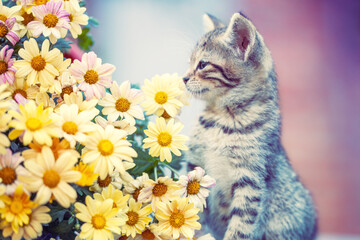 Cute little kitten with a bouquet of yellow chrysanthemum flowers