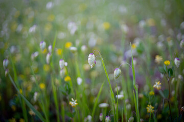 春先の草花