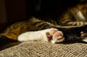 Cute cat's paw close up. Pet close-up