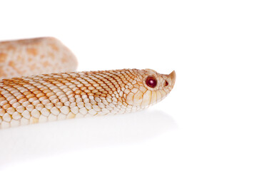 Western hog-nosed snake, Heterodon nasicus against white background