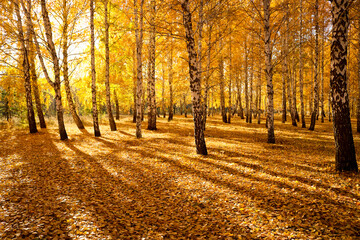 Colorful broadleaf foliage in the autumn forest. Long shadows from trees.