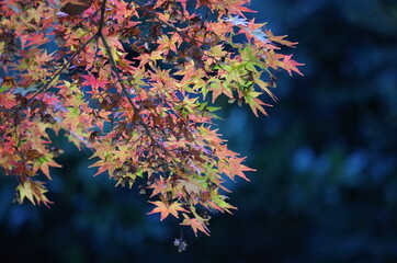 バックが暗く、手前の紅葉したモミジの葉っぱが際立っています。
The back...