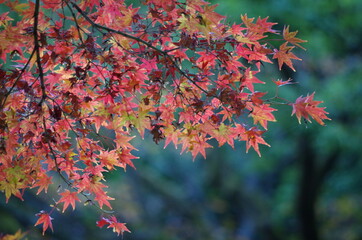 バックが暗く、手前の紅葉したモミジの葉っぱが際立っています。
The back...