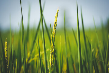 Closeup of ears of rice in the rice field while sunset. Beautiful green rice is growing when sunset. 