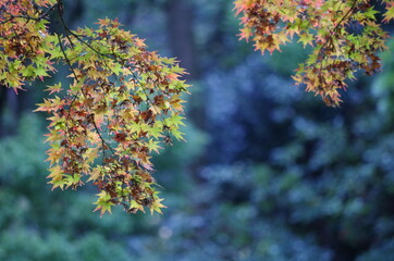 Fototapeta na wymiar バックが暗く、手前の紅葉したモミジの葉っぱが際立っています。 The back is dark, and the autumnal maple leaves in the foreground stand out.