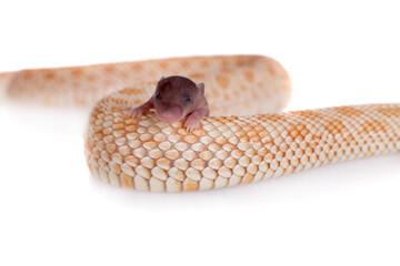 Western hog-nosed snake, Heterodon nasicus against white background
