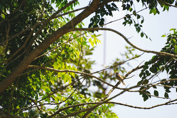 A small brown bird perched on the tree branch with blur green leaves background on sunny day.