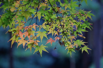 バックが暗く、手前の紅葉したモミジの葉っぱが際立っています。
The back...