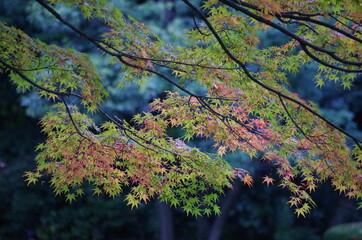 バックが暗く、手前の紅葉したモミジの葉っぱが際立っています。
The back...